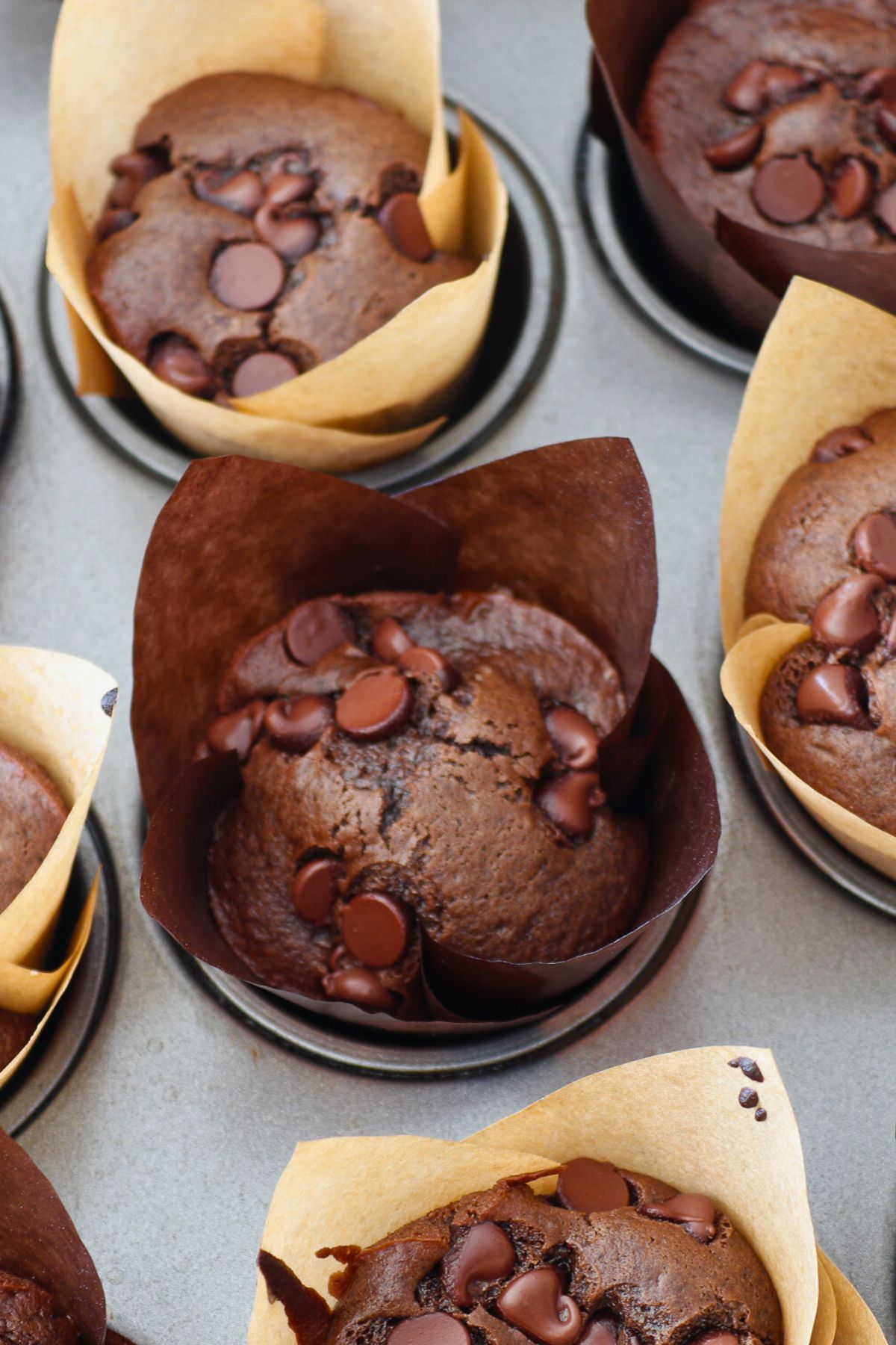 Chocolate muffins in paper liners after being baked in the oven. 